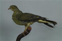 藏品(紅頭綠鳩)的圖片